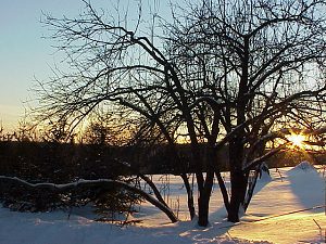 Winter sunset