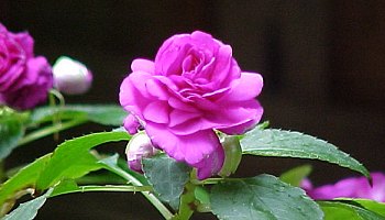 Wild Roses
