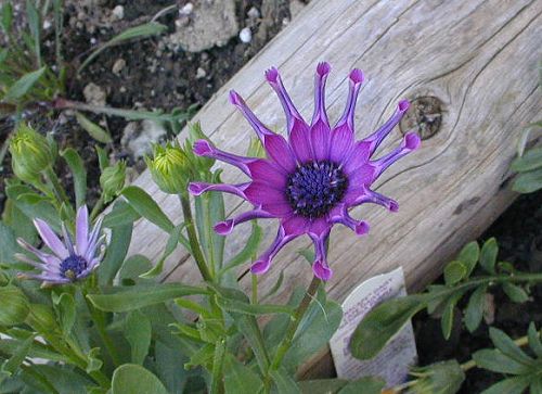osteospermum
