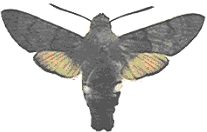 Humming-Bird Hawk - Macroglossa Stellatarum